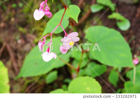 在福島縣鮫川村的江流瀑布可以看到秋海棠花。 在福島縣鮫川村的江流瀑布可以看到秋海棠花。 133282971