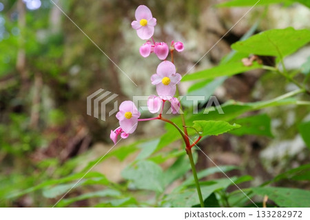 Begonia flowers can be seen at Eryuda Falls in Samegawa Village, Fukushima Prefecture. Begonia flowers can be seen at Eryuda Falls in Samegawa Village, Fukushima Prefecture. 133282972