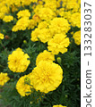 Marigold  133283037