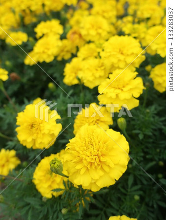 Marigold Marigold 133283037