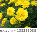 Marigold  133283038