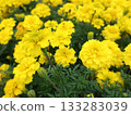 Marigold  133283039