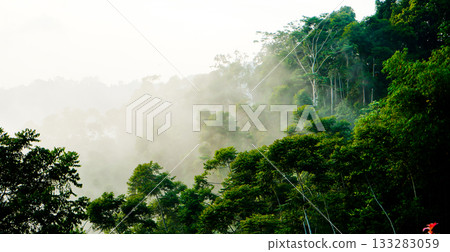 beautiful view of tropical rainforest shrouded in mist 133283059