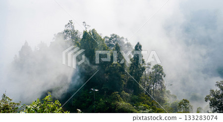 beautiful view of tropical rainforest shrouded in mist 133283074