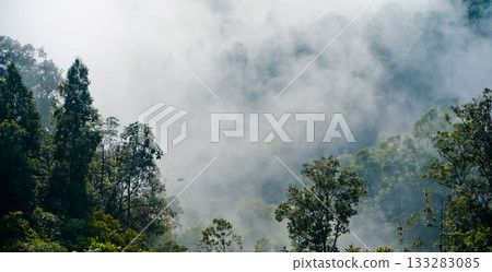 beautiful view of tropical rainforest shrouded in mist beautiful view of tropical rainforest shrouded in mist 133283085