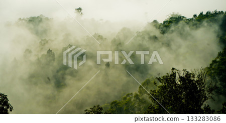 beautiful view of tropical rainforest shrouded in mist 133283086