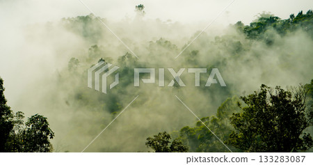 beautiful view of tropical rainforest shrouded in mist 133283087