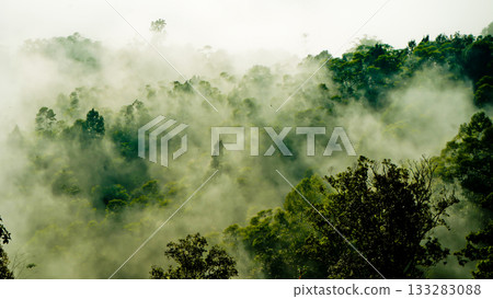 beautiful view of tropical rainforest shrouded in mist 133283088