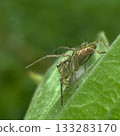 Lynx spider lying in wait on a leaf 133283170
