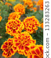 Marigold  133283263