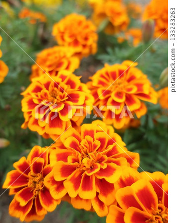 Marigold  133283263
