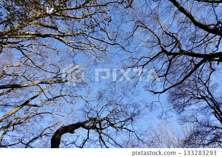 Trees growing toward the sky Trees growing toward the sky 133283293