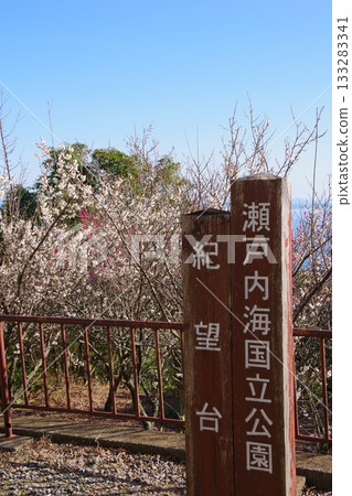 兵庫縣洲本市岩石公園木茂台觀景台的梅花盛開 133283341