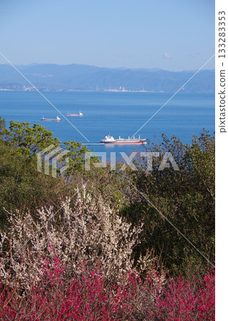 從兵庫縣洲本市岩石公園的觀景台上眺望和歌山，梅花盛開。 133283353