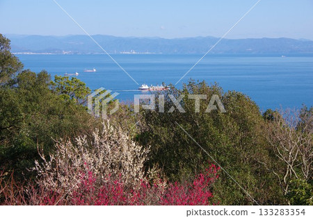 從兵庫縣洲本市岩石公園的觀景台上眺望和歌山，梅花盛開。 133283354