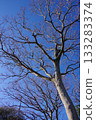 抬頭望向光禿禿的樹木 133283374