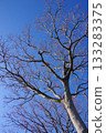 抬頭望向光禿禿的樹木 133283375