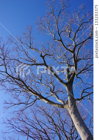 抬頭望向光禿禿的樹木 133283375