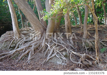 Iwashiki Park, Sumoto City, Hyogo Prefecture: Tree roots emerging from the ground 133283376