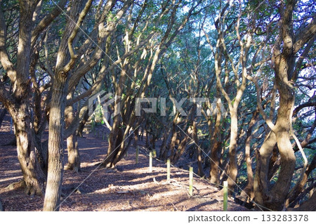 在兵庫縣洲本市岩石公園,成簇生長著櫟樹(Quercus phillyraeoides)。 在兵庫縣洲本市岩石公園,成簇生長著櫟樹(Quercus phillyraeoides)。 133283378