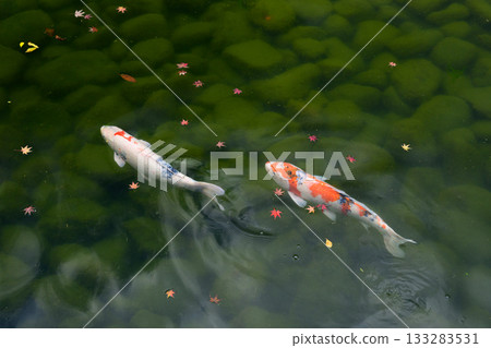 Carp swimming through autumn leaves Carp swimming through autumn leaves 133283531