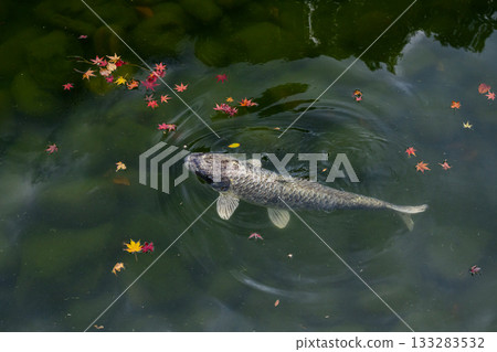 Carp in a pond playing with autumn leaves 133283532