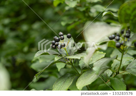Closeup of Wild Berries Growing in Alpine Nature Closeup of Wild Berries Growing in Alpine Nature 133283576