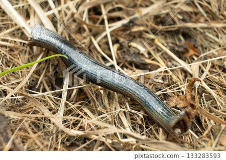 Macro Texture of Shed Alpine Snake Skin in Austria 133283593