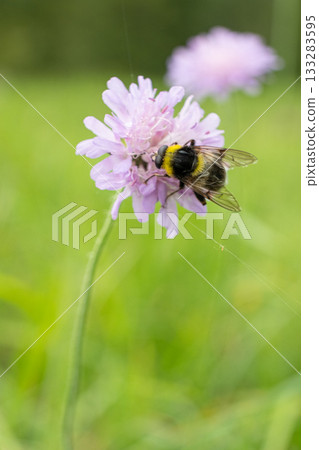Garden bumblebee pollinates an alpine flower Scabious in summer. 133283595