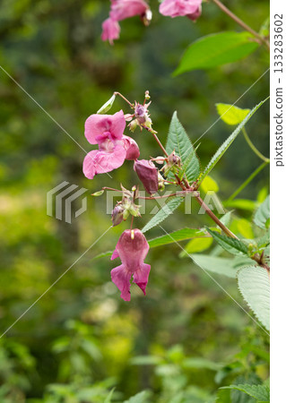 Pink Impatiens Flower Growing in the Wilderness of the Alps Pink Impatiens Flower Growing in the Wilderness of the Alps 133283602