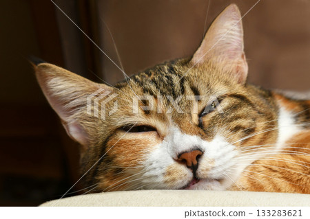 Cat face closeup. Calico cat sleeping on a chair at home. Cat face closeup. Calico cat sleeping on a chair at home. 133283621