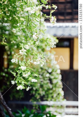 [Handa City] Banksweet roses at the Oguri Family Residence, a nationally designated important cultural property 133283780