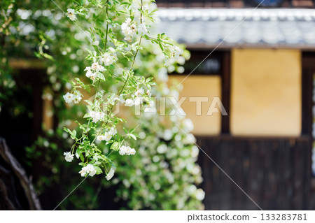 【半田市】小栗家宅邸（國家指定重要文化財產）的甜薔薇 133283781