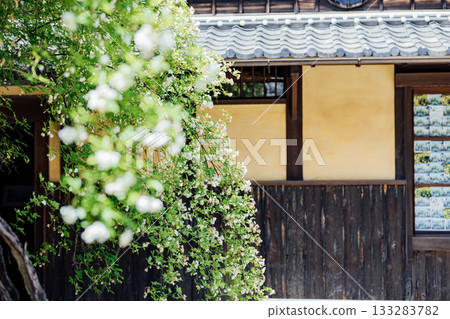 [Handa City] Banksweet roses at the Oguri Family Residence, a nationally designated important cultural property 133283782