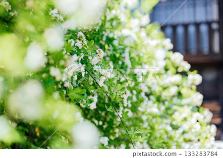 [Handa City] Banksweet roses at the Oguri Family Residence, a nationally designated important cultural property 133283784