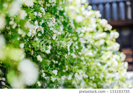 [Handa City] Banksweet roses at the Oguri Family Residence, a nationally designated important cultural property 133283785
