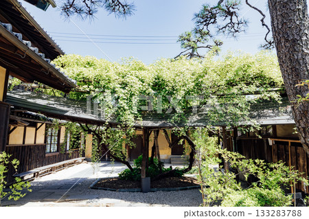 [Handa City] Banksweet roses at the Oguri Family Residence, a nationally designated important cultural property 133283788