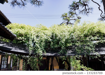 [Handa City] Banksweet roses at the Oguri Family Residence, a nationally designated important cultural property 133283789