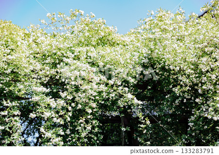 [Handa City] Banksweet roses at the Oguri Family Residence, a nationally designated important cultural property 133283791