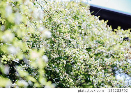 【半田市】小栗家宅邸(國家指定重要文化財產)的甜薔薇 【半田市】小栗家宅邸(國家指定重要文化財產)的甜薔薇 133283792