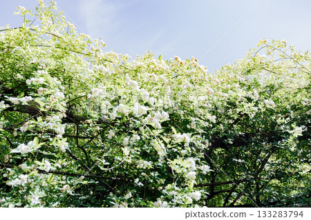 [Handa City] Banksweet roses at the Oguri Family Residence, a nationally designated important cultural property 133283794