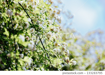 【半田市】小栗家宅邸(國家指定重要文化財產)的甜薔薇 【半田市】小栗家宅邸(國家指定重要文化財產)的甜薔薇 133283795