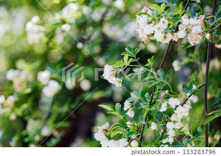 【半田市】小栗家宅邸（國家指定重要文化財產）的甜薔薇 133283796