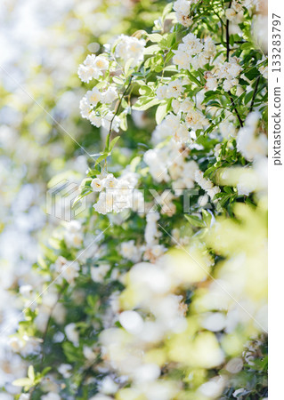 [Handa City] Banksweet roses at the Oguri Family Residence, a nationally designated important cultural property 133283797