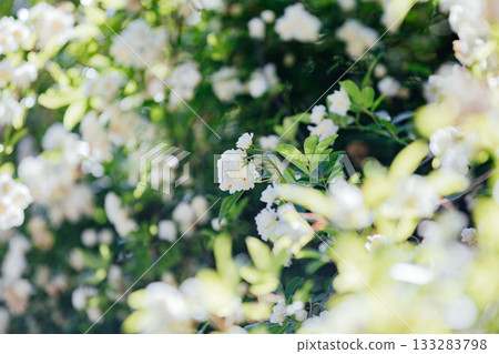 [Handa City] Banksweet roses at the Oguri Family Residence, a nationally designated important cultural property 133283798