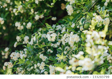 [Handa City] Banksweet roses at the Oguri Family Residence, a nationally designated important cultural property 133283799