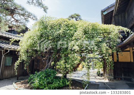 [Handa City] Banksweet roses at the Oguri Family Residence, a nationally designated important cultural property 133283801