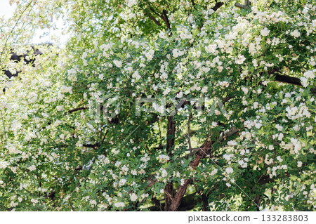 【半田市】小栗家宅邸(國家指定重要文化財產)的甜薔薇 【半田市】小栗家宅邸(國家指定重要文化財產)的甜薔薇 133283803