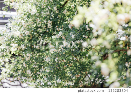 【半田市】小栗家宅邸(國家指定重要文化財產)的甜薔薇 【半田市】小栗家宅邸(國家指定重要文化財產)的甜薔薇 133283804