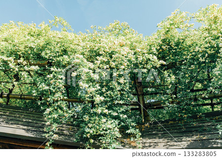 【半田市】小栗家宅邸（國家指定重要文化財產）的甜薔薇 133283805